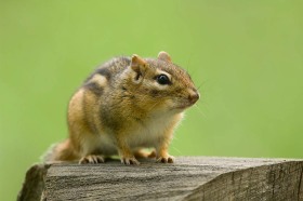 Eastern Chipmunk CH10227