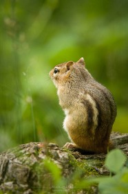 A Chipmunk Gaze CH10292