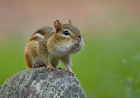 Puffy Cheek Chipmunk CH8523