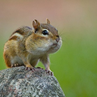 Puffy Cheek Chipmunk CH8523