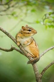 Eastern Chipmunk pose CH8871