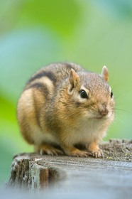Friendly Eastern Chipmunk CH9077