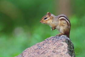 Eastern Chipmunk on rock CH9366