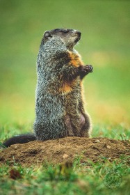 Groundhog on dirt mound MA2000