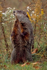 Woodchuck with summer wildflowers MA4295