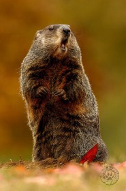 Woodchuck at mound in Autumn MA7722