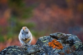 Arctic Ground Squirrel with lichen MA9091