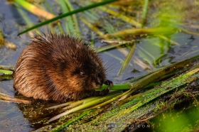 Muskrat Munch MU10864
