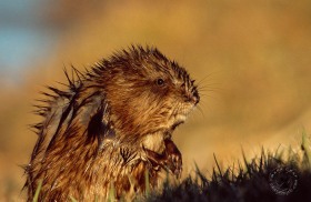Muskrat in wetland MU2481