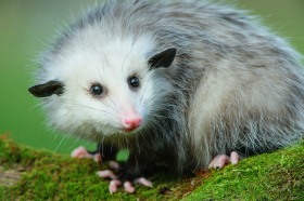 Young Opossum on log OP10225