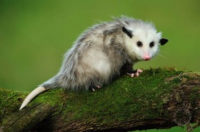 Baby Opossum OP9506