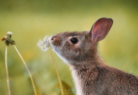 Eastern Cottontail Rabbit eating dandelion RA10402