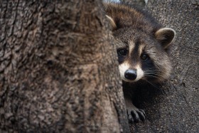 Raccoon in backyard tree RC10290