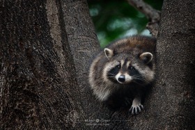 Common Raccoon in tree RC10291