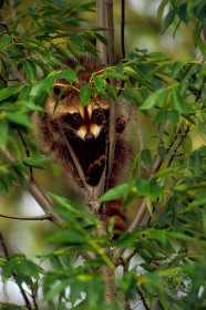 Young Racoon in tree RC4146