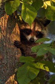 Young Raccoon in tree RC7664