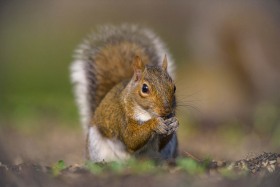 Eastern Grey Squirrel with nut SQ10320