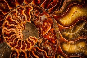 Ammonite Fossil FO9850-3 Ammonite Fossil FO9850-3