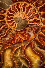 Ammonite Fossil FO9850 Ammonite Fossil FO9850
