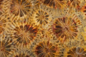Fossilized Coral abstract FO9853 Fossilized Coral abstract FO9853