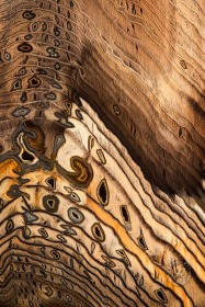 Hell's Canyon Tree RIngs RO10527 Hell's Canyon Tree RIngs RO10527