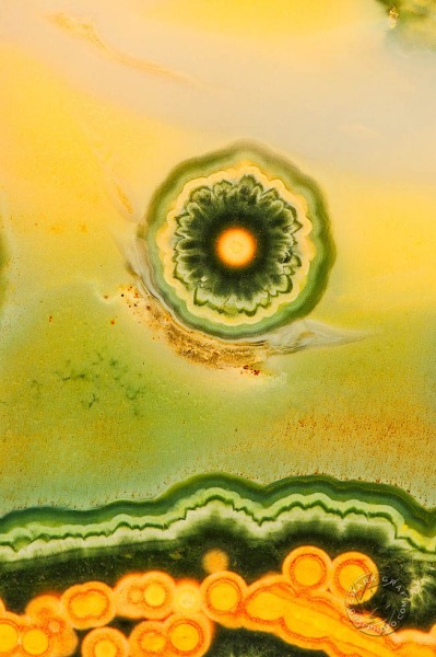 Ocean Sunflower RO9171