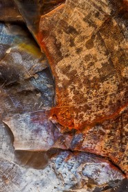 Petrified Wood Abstract w/ Tree Rings RO9887 Petrified Wood Abstract w/ Tree Rings RO9887