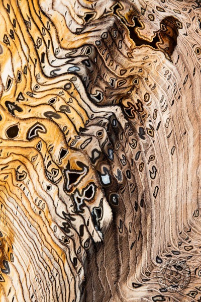 Hell's Canyon Herringbone Petrified Wood I RO9951