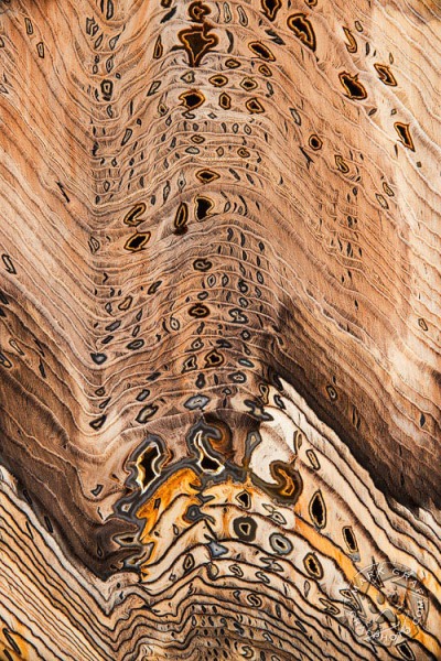 Hell's Canyon Herringbone Petrified Wood III RO9953