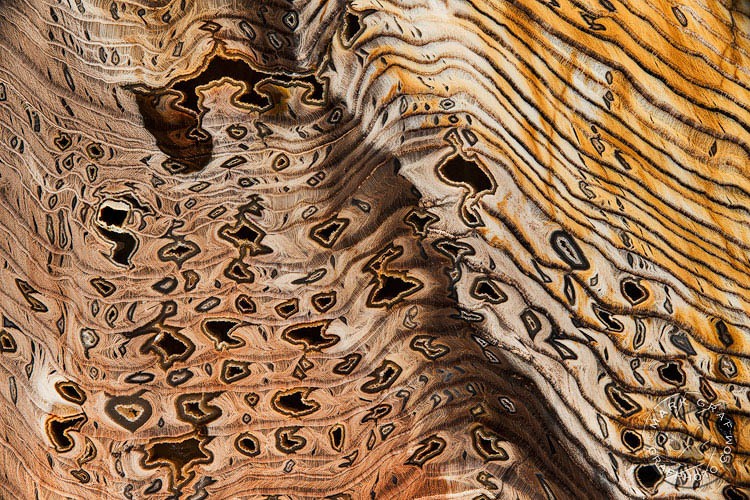 Hell's Canyon Herringbone Petrified Wood IV RO9954
