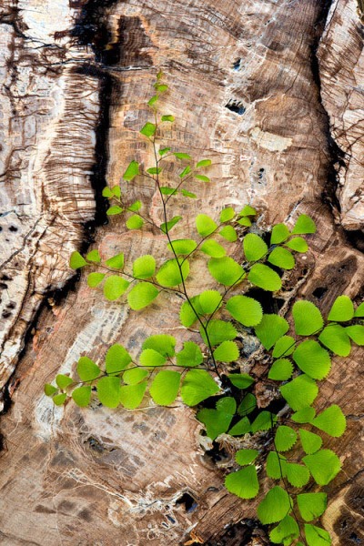 Maidenhair Fern & Petrified Wood RO9955