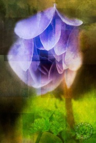 Flower Mosaic FL10016