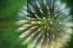 Puff Ball Flower Mosaic FL10019