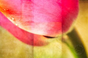 Tulip Mosaic FL10025