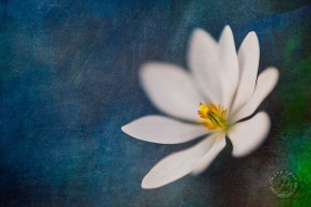 Bloodroot abstract FL10150