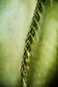 Fern Spore launchpad PL9364