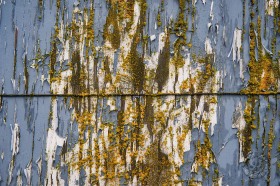 Moss and peeling paint on old boat TX10153