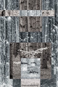 Positive Trees / Negative Trees TR9689-3