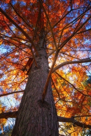 Autumn Bald Cypress TR10815 TR10815 Autumn Bald Cypress TR10815 TR10815