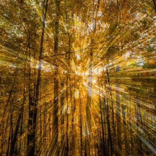 Autumn Rays FC10037 Autumn Rays FC10037