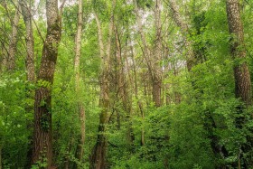 White Poplar Forest FO10391 White Poplar Forest FO10391
