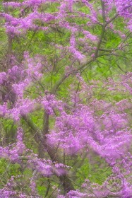 Eastern Redbud TR10141 Eastern Redbud TR10141