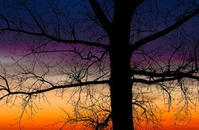 Twilight branches TR8330 Twilight branches TR8330