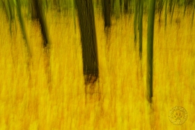 Yellow Ghost Woods TR9239 Yellow Ghost Woods TR9239