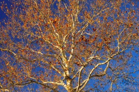 Sycamore TR9341 Sycamore TR9341