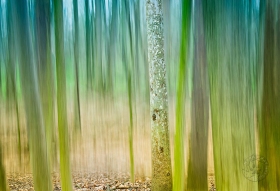 Sycamore Abstract TR9565 Sycamore Abstract TR9565