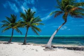 Tropical Paradise TR9583 Tropical Paradise TR9583