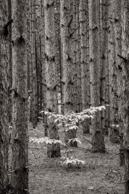 Alone amongst the pines TR9689 Alone amongst the pines TR9689