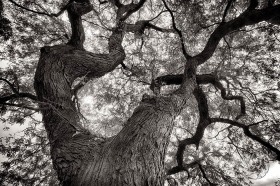 Tree Branches above TR9779 Tree Branches above TR9779