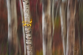 Aspen Impression TR9792 Aspen Impression TR9792